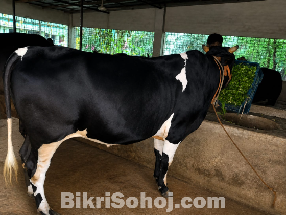 কোরবানির গরু বিক্রয় করা হবে অস্ট্রেলিয়ান জাতের গরু